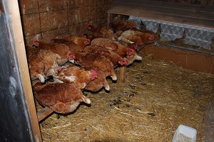 The Chickens Have a Sleepover Image